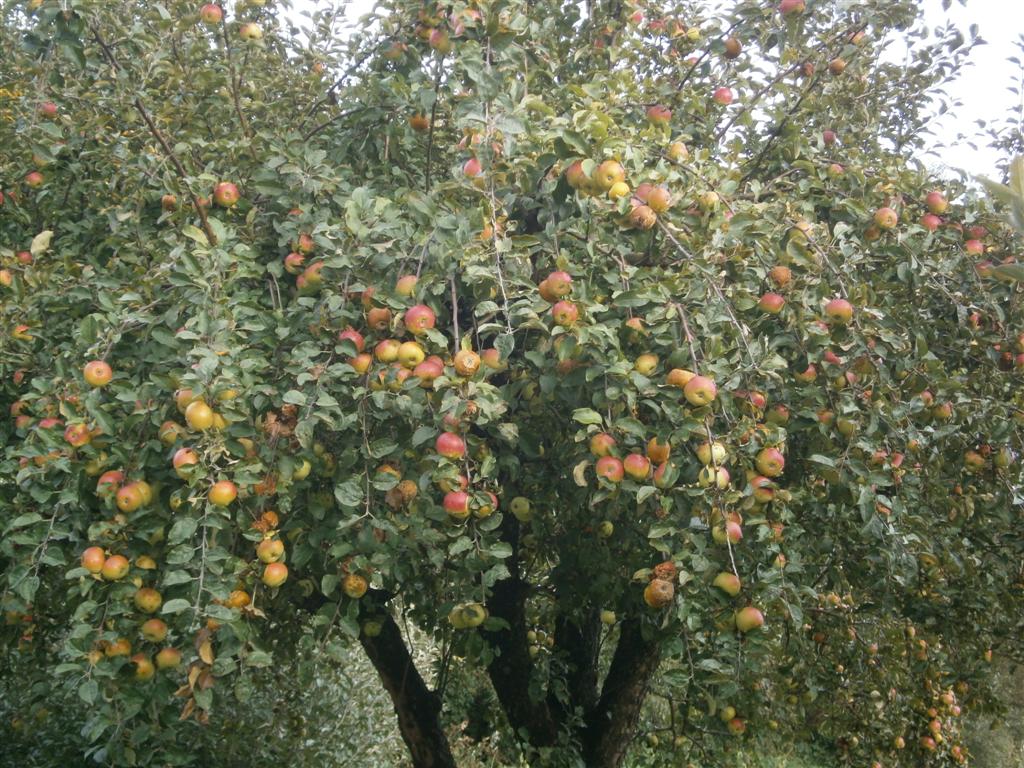 2012-09-30 Herbstausfahrt nach Klöch