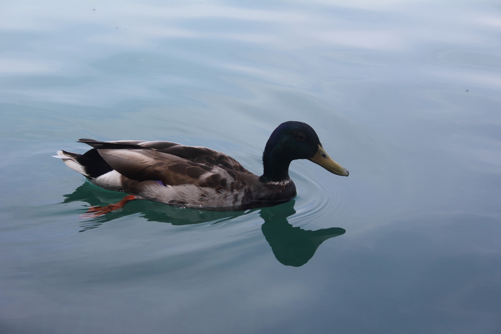 2016-05-26 bis 29 Frühjahrsausfahrt Bled